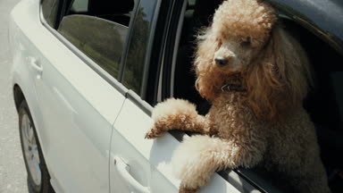 Komik köpek araba pencereden görünüyor. Ağır çekim.