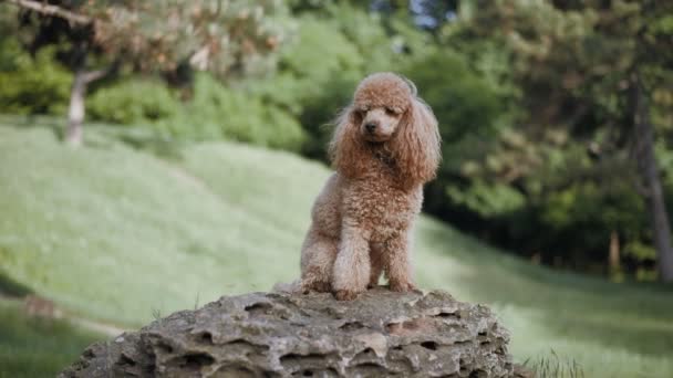 美丽的狗坐在公园的石头上 慢动作 — 图库视频影像