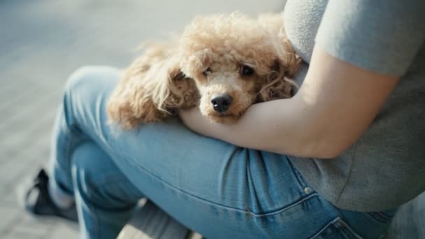 Giovane Donna Seduta Sulla Panchina Accarezzare Suo Cane Nel Parco — Video Stock