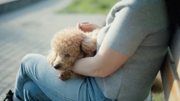 彼女の犬は 公園のベンチに座っている若い女性 スローモーション — ストック動画