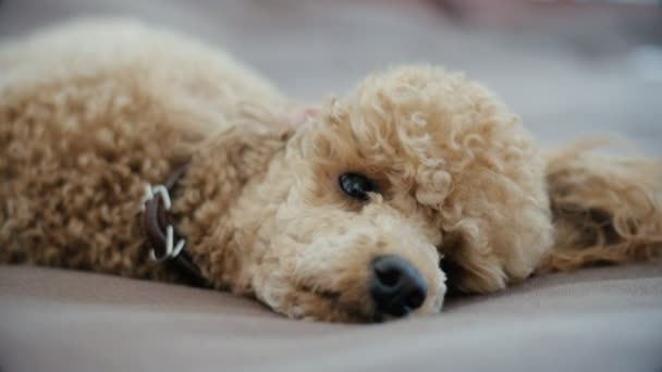 Pudelhund Ruht Auf Einer Decke Zeitlupe — Stockvideo