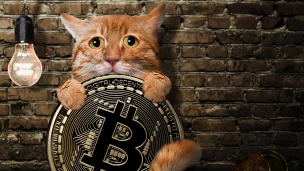 Cinemagraph Hungry Cat Holding Bitcoin Coin Animation — Stock Video