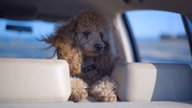 Bir arabanın arka koltuğunda seyahat komik köpek. 