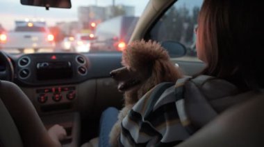 Şehir araba trafik sıkışıklığı. Onu iki genç kadınla köpek arabada otur ve çevresinde şehre gidip. 