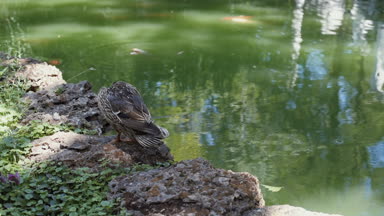 Ördek gölet ya da göl yanında dur. Park nehir manzara.
