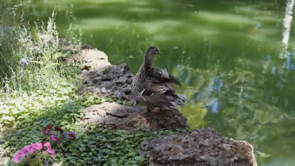 Kacsa Vagy Mellett Állni Park River Tájkép — Stock videók