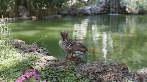 Duck Stand Next Pond Lake Park River Landscape — Stock Video