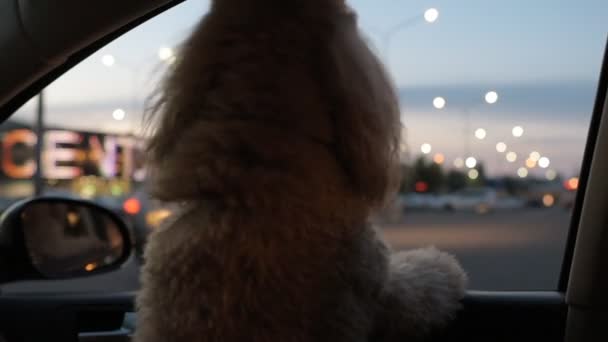 Divertido Perro Mira Por Ventana Coche — Vídeos de Stock