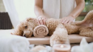 Cinemagraph - kadın veren vücut masajı için bir köpek. Spa set. Yaşam foto.