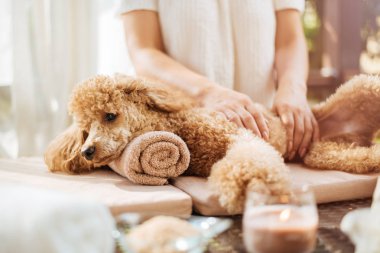 Kadın veren vücut masajı için bir köpek. Kokulu mumlar, çiçekler ve havlu ile Spa natürmort.