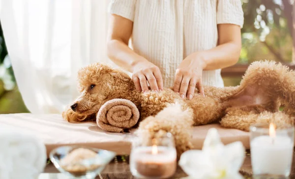 Frau Gibt Einem Hund Körpermassage Wellness Stillleben Mit Duftkerzen Blumen — Stockfoto