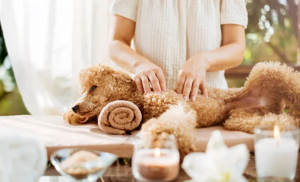 Kadın veren vücut masajı için bir köpek. Kokulu mumlar, çiçekler ve havlu ile Spa natürmort.