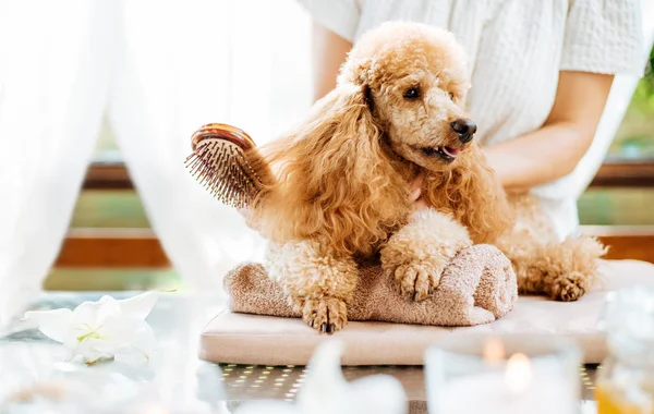 Woman Scratching Dog Brush Spa Still Life Aromatic Candles Flowers — Fotografia de Stock