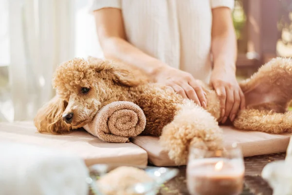 Kvinnan Ger Kroppsmassage Till Hund Spa Stilleben Med Aromatiska Ljus — Stockfoto