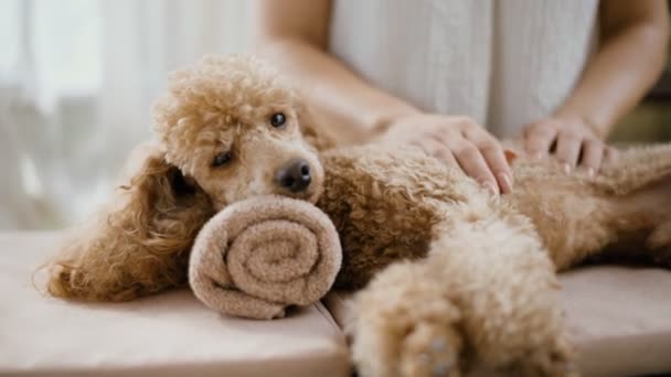 Vrouw Geven Lichaamsmassage Tot Een Hond Spa Stilleven Met Aromatische — Stockvideo