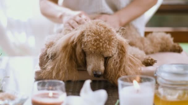 Frau Gibt Einem Hund Körpermassage Wellness Stillleben Mit Duftkerzen Blumen — Stockvideo