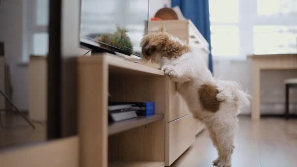 Pies Oglądania Telewizji Grania Whith — Wideo stockowe
