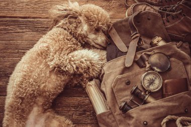 Görüntü kavramı, temel tatil öğeleri seyahat arıyorum. Sırt çantası. Retro etkisi. Seyahat kavramı ile köpek.