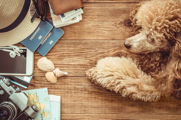 Looking image of travelling concept, essential vacation items.  Travel concept with dog.