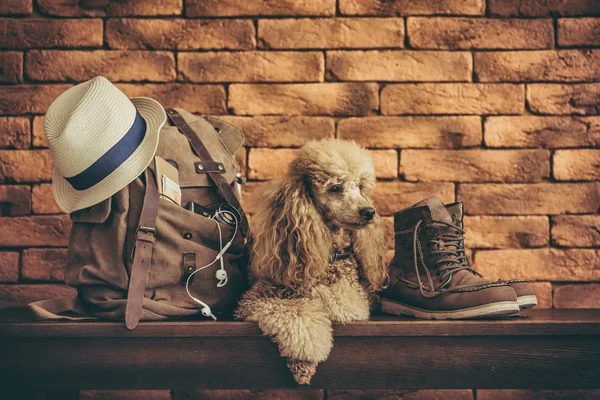 Köpekle sırt çantası. Seyahat kavramı.