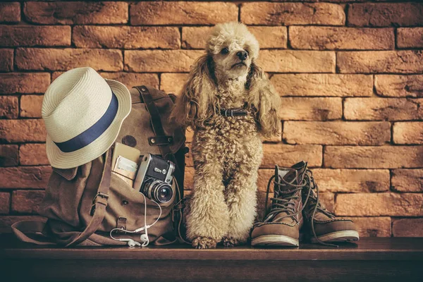 Рюкзак Собакой Концепция Путешествия — стоковое фото