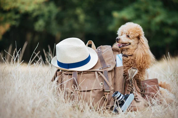 Ryggsäck Med Hund Begreppet Resor Bakgrund Naturen — Stockfoto
