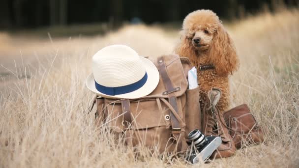 Köpekle Sırt Çantası Seyahat Kavramı Arka Plan Doğa Yakın Çekim — Stok video
