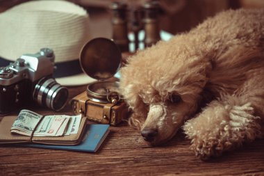 Görüntü kavramı, temel tatil öğeleri seyahat arıyorum. Köpekle seyahat.