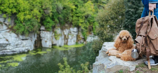 Kvinna Resenär Med Hund Och Tittar Naturliga Canyon Med Utsikt — Stockfoto