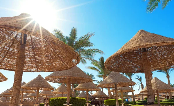 Tropical Background Palm Trees Umbrellas Blue Sky — Stock Photo, Image