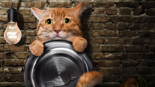 Cinemagraph Πεινασμένη Γάτα Κρατώντας Κύπελλο Τροφίμων Κινούμενα Σχέδια — Αρχείο Βίντεο
