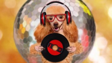 Cinemagraph - müzik kulaklık vinil plak köpek. Hareketli fotoğraf.