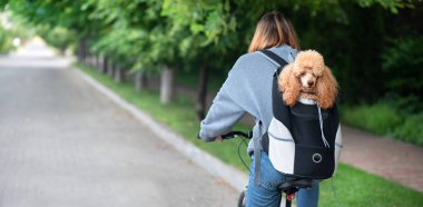 Sevimli köpek sırt çantası taşıyan hayvan bakmak .