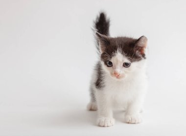 kabarık siyah-beyaz kedicik