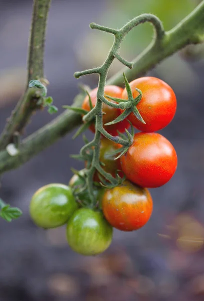 Tomate en el arbusto — Foto de Stock