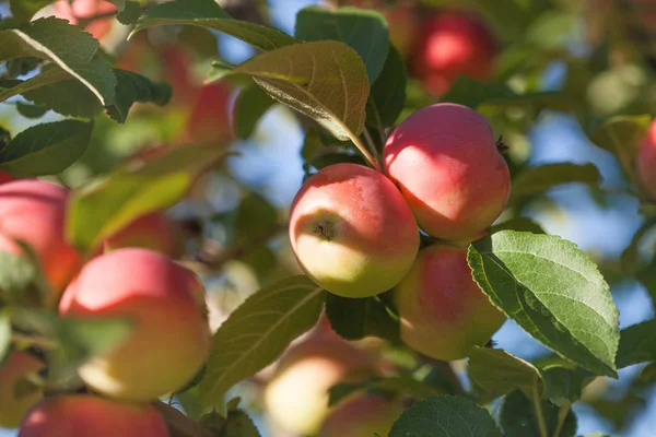 Ağaçtaki kırmızı elmalar
