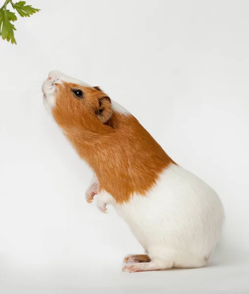 Guinea-pig is smelling verdure standing on back foots Stock Picture