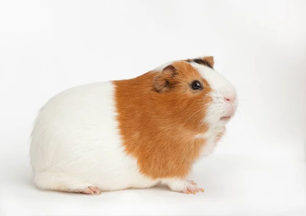 Guinea-pig on the light background Royalty Free Stock Photos