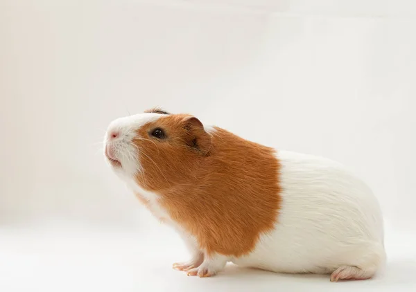 Guinea-pig on the light background — Stock Photo, Image