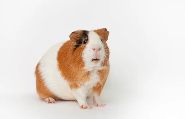 Guinea-pig on the light background — Stock Photo, Image