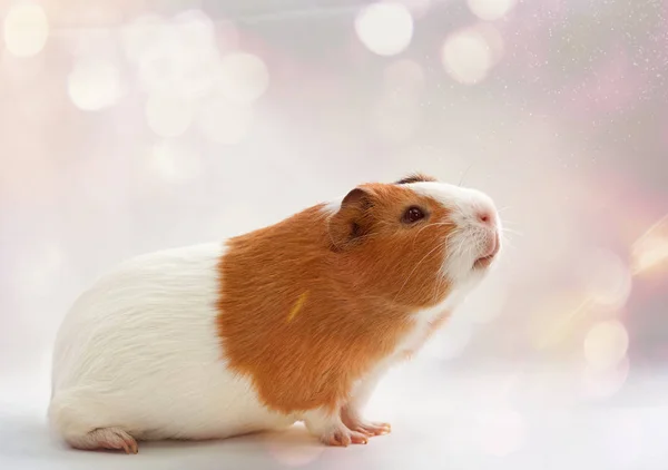 Guinea-pig on the fantasy background — Stock Photo, Image