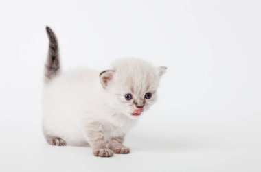 küçük kabarık ışık kedi yavrusu 