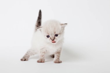 küçük kabarık ışık kedi yavrusu 