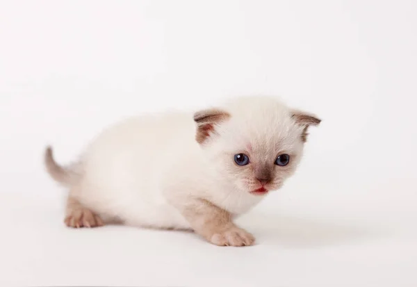 Пушистый котенок с коротким ухом — стоковое фото