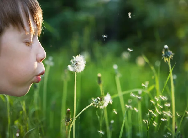 Boy Blowing White Dandelion Close — Stock Photo, Image