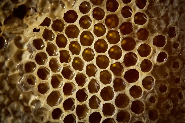 şeffaf taze bal yakın çekim ile petek