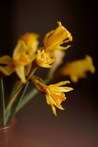 Žluté květy narcisu na tmavém pozadí — Stock fotografie