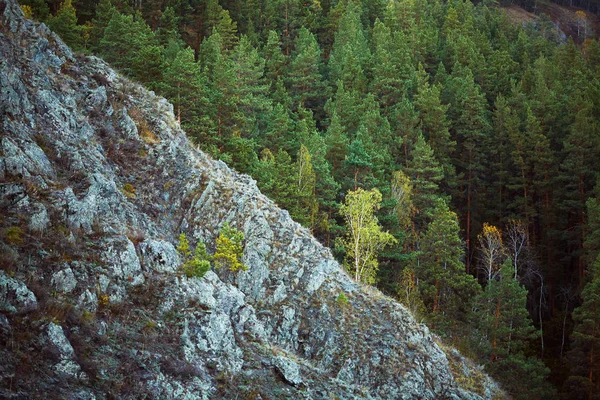 Sten Bergs sidan och blandad skog. Höst kväll. — Stockfoto