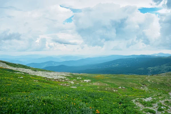 Végétation des prairies alpines de l'Altaï. Loin des chaînes de montagnes. Clo ! — Photo