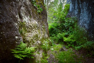 Alguy tremolites. Karışık bir ormanda izole kaya kütlemleri